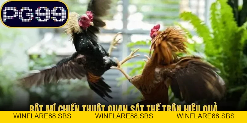 Đá Gà Campuchia PG99 Thể Thức Cùng Bật Mí Cách Theo Dõi