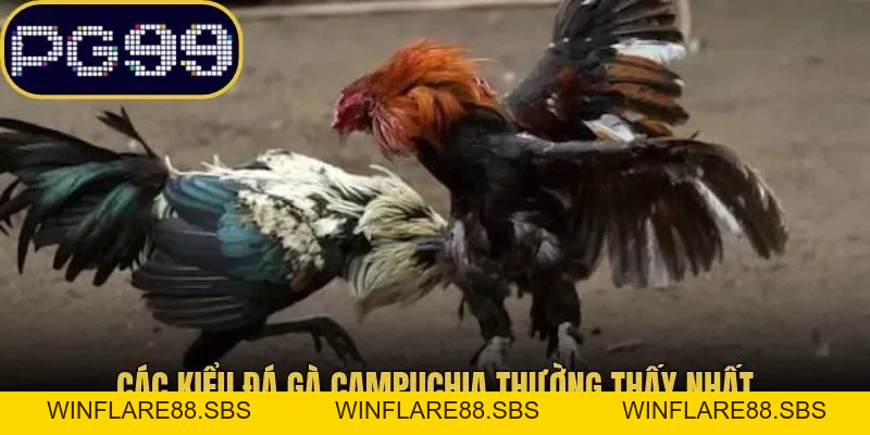 Đá Gà Campuchia PG99 Thể Thức Cùng Bật Mí Cách Theo Dõi