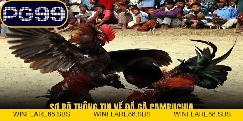 Đá Gà Campuchia PG99 Thể Thức Cùng Bật Mí Cách Theo Dõi