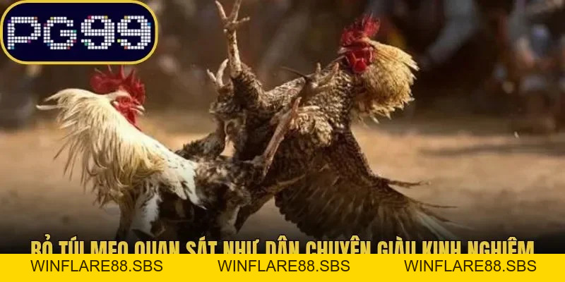 Đá Gà Cựa Dao PG99 Luật Chơi Cùng Kinh Nghiệm Theo Dõi