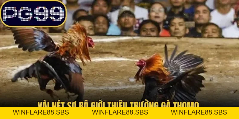 Trường Gà Thomo - Khám Phá Chi Tiết Thể Thức Thi Đấu